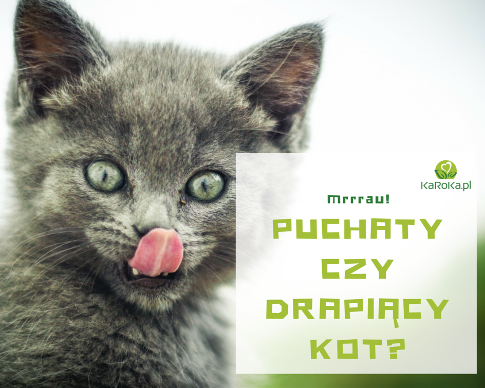 Twój wewnętrzny zwierz to kot!